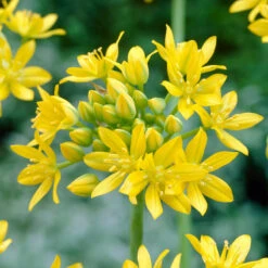 Bee Bulb Collection - Yellow (Pack Of 50) -PlanteShop Salgsbutik Allium moly