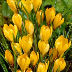 Bee Bulb Collection - Yellow (Pack Of 50) -PlanteShop Salgsbutik Crocus Golden Yellow