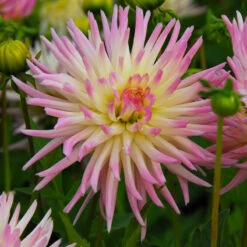 Dahlia Cactus Cabana Banana (Pack Of 2)