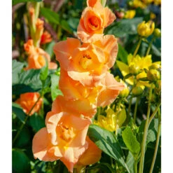 Gladiolus Large Flowering Olympic Flame (Pack Of 10)