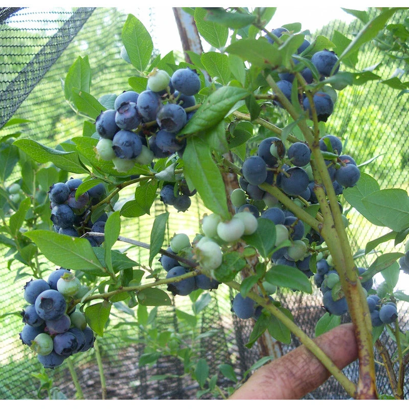 Organic Blueberry Hannah's Choice (Ea) 1 Organic Blueberry Hannah's Choice (Ea)