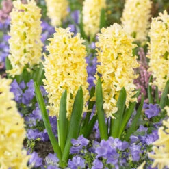 Bee Bulb Collection - Yellow (Pack Of 50) -PlanteShop Salgsbutik Hyacinthus Gipsy Princess