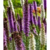 Liatris Spicata Mixture (Pack Of 10)