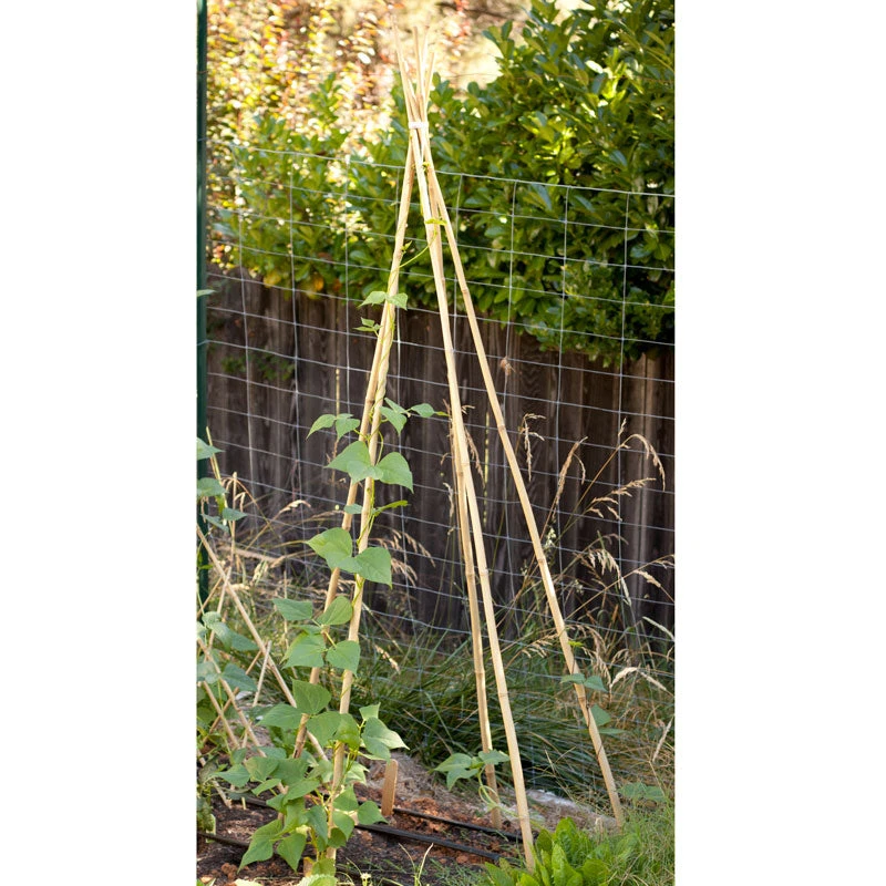 Bamboo Stakes - 7' (Pack Of 10) 2 Bamboo Stakes - 7' (Pack Of 10) - Billede 2