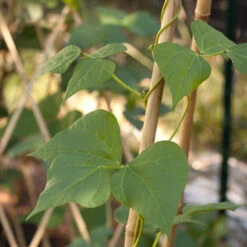 Bamboo Stakes - 7' (Pack Of 10) 5 Bamboo Stakes - 7' (Pack Of 10) -PlanteShop Salgsbutik bamboo1 a