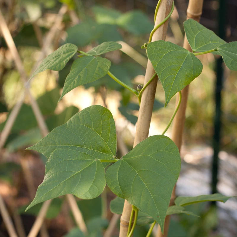 Bamboo Stakes - 7' (Pack Of 10) 3 Bamboo Stakes - 7' (Pack Of 10) - Billede 3