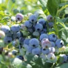 Organic Blueberry Colibri (Ea)