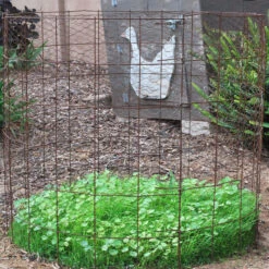 Peaceful Valley Omega-3 Chicken Forage Blend For Irrigated Land - Nitrocoated Seed (lb) -PlanteShop Salgsbutik dsc 0751