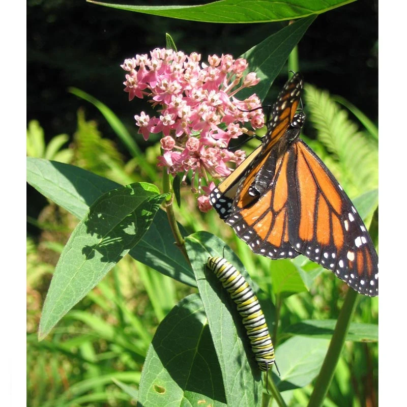 Peaceful Valley Save The Monarch Kit - Midwest To Northeast (1/8 Lb) 2 Peaceful Valley Save The Monarch Kit - Midwest To Northeast (1/8 Lb) - Billede 2