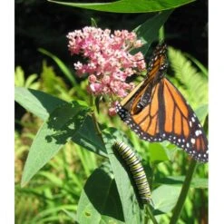 Peaceful Valley Save The Monarch Kit - Northwest (1/8 Lb) -PlanteShop Salgsbutik monarch web 4