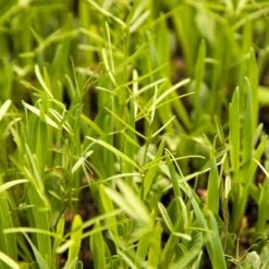 Organic Peaceful Valley Budget Soil Builder Mix - Raw Seed (lb)