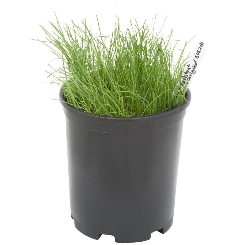 Peaceful Valley Bloat Resistant Irrigated Pasture Mix - Nitrocoated Seed (lb) 1 Peaceful Valley Bloat Resistant Irrigated Pasture Mix - Nitrocoated Seed (lb)