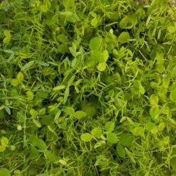 Peaceful Valley Cold Zone Soil Builder Mix - Raw Seed (lb)