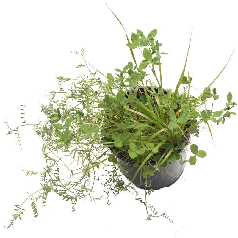 Forside 30 Forside -PlanteShop Salgsbutik peaceful valley dryland wildlife food and habitat mix nitrocoated seed lb