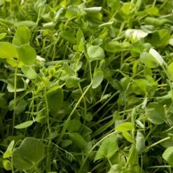 Peaceful Valley Organic Premium Soil Builder Mix - Raw Seed (lb)