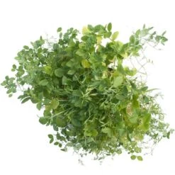 Peaceful Valley Premium Soil Builder Mix - Raw Seed (lb) 6 Peaceful Valley Premium Soil Builder Mix - Raw Seed (lb) -PlanteShop Salgsbutik scm120 a 2