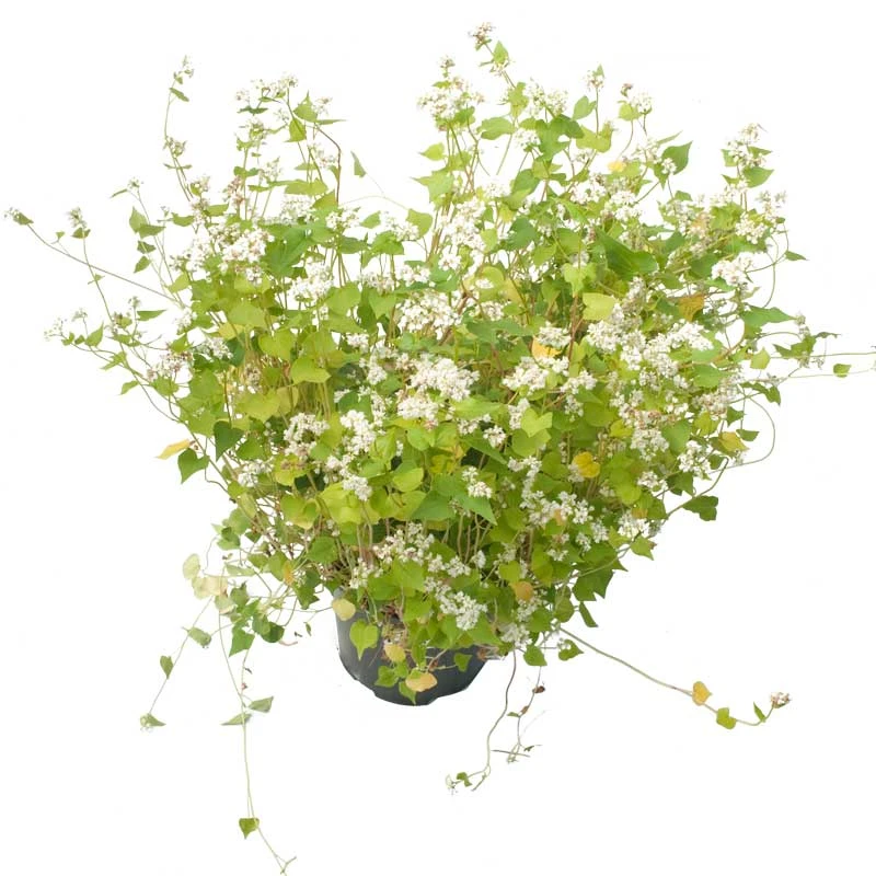 Peaceful Valley Summer Soil Builder Mix - Raw Seed (lb) 3 Peaceful Valley Summer Soil Builder Mix - Raw Seed (lb) - Billede 3