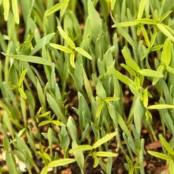 Peaceful Valley Forage Blend Dryland Pasture Mix - Raw Seed (lb) -PlanteShop Salgsbutik scm300 web