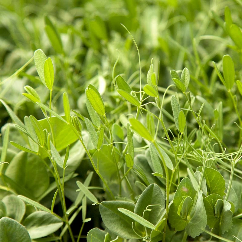 Peaceful Valley Nitro-Max Plow Down Mix Seed (lb) 2 Peaceful Valley Nitro-Max Plow Down Mix Seed (lb) - Billede 2