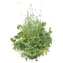 Peaceful Valley Sod Buster Mix - Seed (lb) -PlanteShop Salgsbutik scm620 a 1