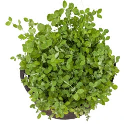 Peaceful Valley Winter Edible Cover Crop Mix - Raw Seed (lb) -PlanteShop Salgsbutik scm900