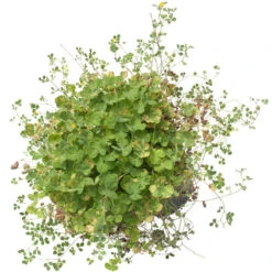 Peaceful Valley Low Rainfall Dryland Pasture Mix - Nitrocoated Seed (lb) -PlanteShop Salgsbutik spd120 d