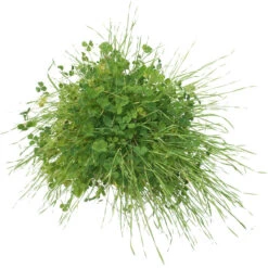 Peaceful Valley Sierra Foothill Dryland Mix - Nitrocoated Seed (lb) -PlanteShop Salgsbutik spd600 c