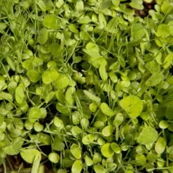 Peaceful Valley Sierra Foothill Dryland Mix - Nitrocoated Seed (lb) -PlanteShop Salgsbutik spd600 web