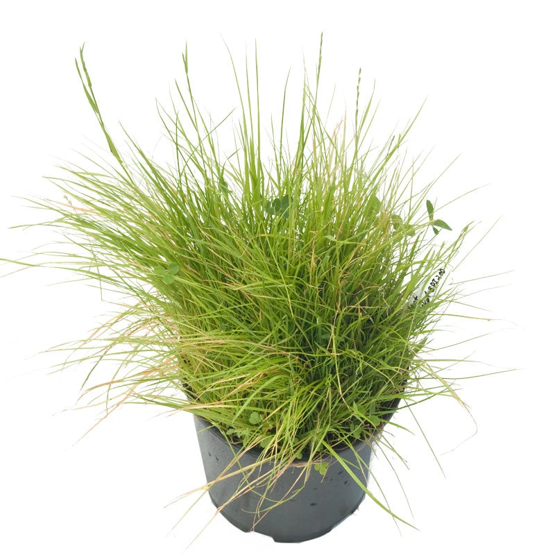 Peaceful Valley Bloat Resistant Irrigated Pasture Mix - Nitrocoated Seed (lb) 2 Peaceful Valley Bloat Resistant Irrigated Pasture Mix - Nitrocoated Seed (lb) - Billede 2