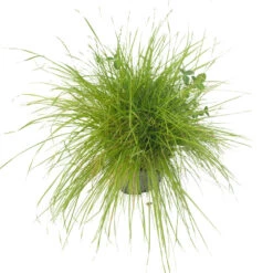 Peaceful Valley Irrigated Dairy Pasture Mix - Nitrocoated Seed (lb) -PlanteShop Salgsbutik spi300 a 2