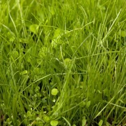 Peaceful Valley Irrigated Dairy Pasture Mix - Nitrocoated Seed (lb) -PlanteShop Salgsbutik spi300 web