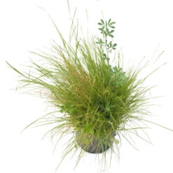 Peaceful Valley Premium Horse Irrigated Pasture Mix - Nitrocoated Seed (lb) -PlanteShop Salgsbutik spi600 a