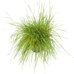 Peaceful Valley Herbal Irrigated Pasture Mix - Nitrocoated Seed (lb) -PlanteShop Salgsbutik spi700 a