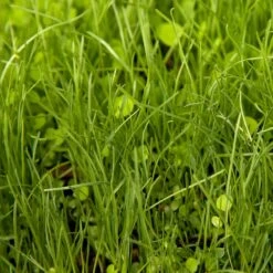 Peaceful Valley Herbal Irrigated Pasture Mix - Nitrocoated Seed (lb) -PlanteShop Salgsbutik spi700 web