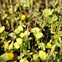 Peaceful Valley Omega-3 Chicken Forage Blend For Irrigated Land - Nitrocoated Seed (lb) -PlanteShop Salgsbutik spi800 web3