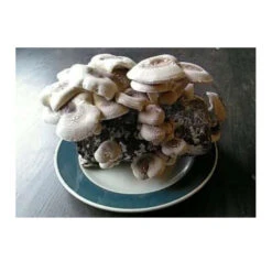 Shiitake Mushroom Block -PlanteShop Salgsbutik spr200 1 web
