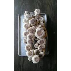 Shiitake Mushroom Block -PlanteShop Salgsbutik spr200 2 web
