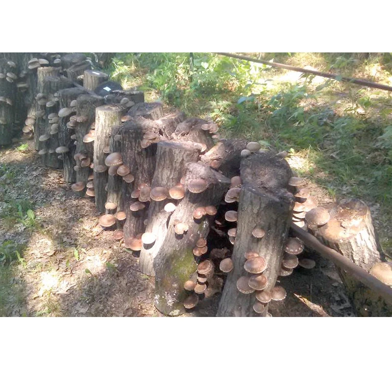 Shiitake Hardwood Mushroom Plugs (100 Plugs/pk) 2 Shiitake Hardwood Mushroom Plugs (100 Plugs/pk) - Billede 2