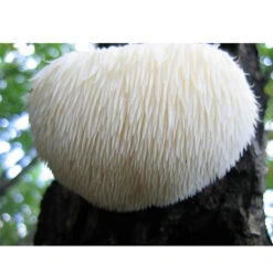 Lion's Mane Mushroom Plug Spawn (100 Plugs/pk) -PlanteShop Salgsbutik spr223 web