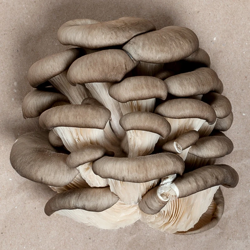 Blue Oyster Mushroom Kit In Burlap 2 Blue Oyster Mushroom Kit In Burlap - Billede 2
