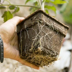 CowPots - 4" Square (Pack Of 12) -PlanteShop Salgsbutik sprin 0096 1