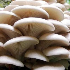 White Oyster Mushroom Kit