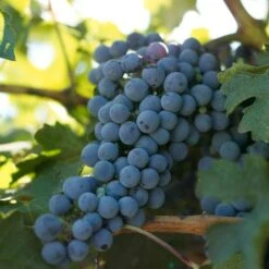 Forside 8 Wine Grape Vine - Cabernet Sauvignon